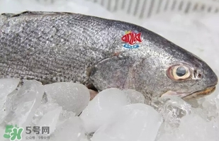 黃唇魚是黃花魚嗎？黃唇魚是黃魚嗎？