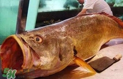 黃唇魚是什么魚？黃唇魚是淡水魚嗎