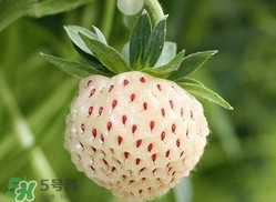 菠蘿莓苗多少錢一顆？菠蘿莓怎么種植