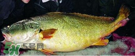 黃唇魚可以買賣嗎？黃唇魚買賣違法嗎？