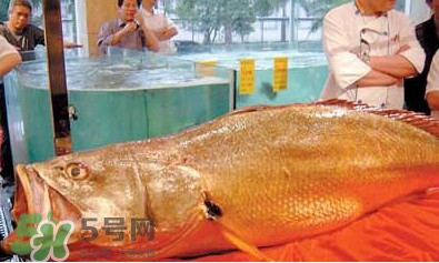 黃唇魚可以買賣嗎？黃唇魚買賣違法嗎？