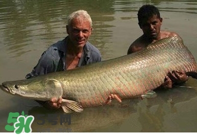 金錢鳘是什么魚？金錢鳘是淡水魚嗎？