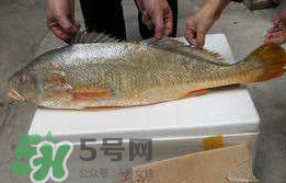 孕婦能吃金錢鱉嗎？懷孕期間能不能吃金錢鱉？