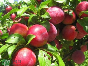 ?油桃是發(fā)物嗎？?油桃是不是發(fā)物？