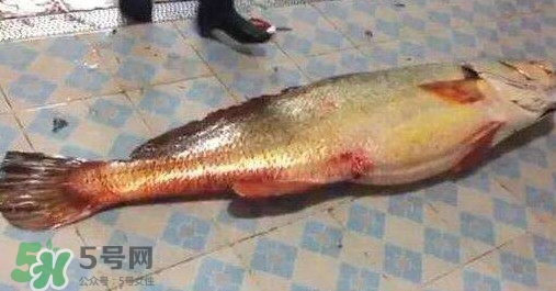 金錢鳘有什么用？金錢鳘有什么作用
