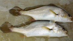 小孩能吃黃唇魚嗎？小孩吃黃唇魚好嗎？