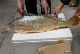 小孩能吃黃唇魚嗎？小孩吃黃唇魚好嗎？