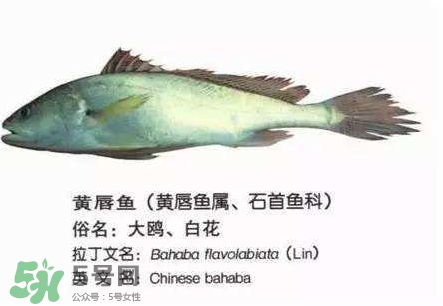 寶寶能吃金錢鳘嗎？金錢鳘寶寶吃了好嗎？