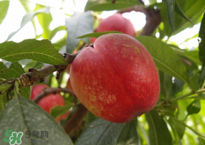 油桃和牛奶能一起吃嗎？喝完牛奶能吃油桃嗎？