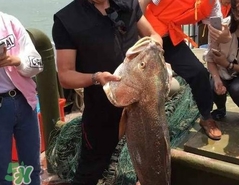 金錢鳘值多少錢？金錢鳘魚膠功效