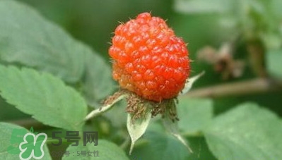 空心泡是否就是覆盆子？覆盆子是水果嗎
