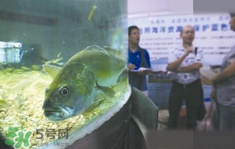 金錢鳘是哪里原產(chǎn)的？金錢鳘的產(chǎn)地在哪里