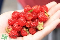 覆盆子哪里有賣？覆盆子多少錢一斤？
