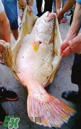 黃唇魚魚鰾能救命？黃唇魚魚鰾可以救命？