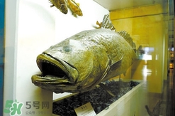 黃唇魚魚鰾真的那么神？黃唇魚魚鰾真實(shí)藥用價(jià)值