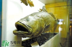 金錢鳘是什么魚？金錢鳘是淡水魚嗎？
