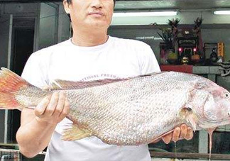 黃唇魚鰾是魚肚嗎？黃唇魚鰾是魚泡嗎