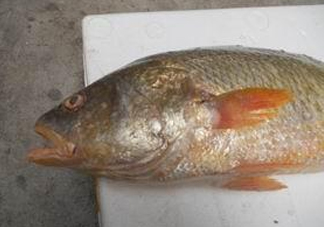黃唇魚魚鰾能救命？黃唇魚魚鰾可以救命？