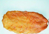  黃唇魚魚鰾怎么吃？ 黃唇魚魚鰾如何吃？