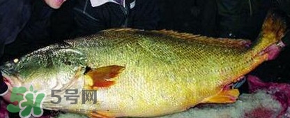 黃唇魚為什么那么有價(jià)值？黃唇魚的價(jià)值