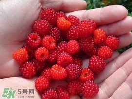 覆盆子是野草莓嗎？覆盆子是桑椹嗎？