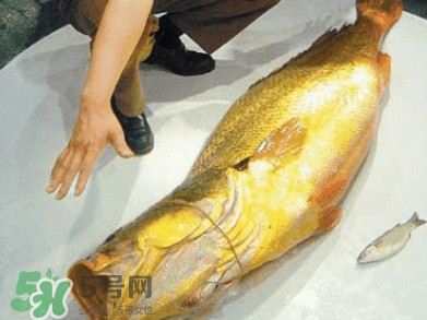 金錢鳘有什么用？金錢鳘有什么作用