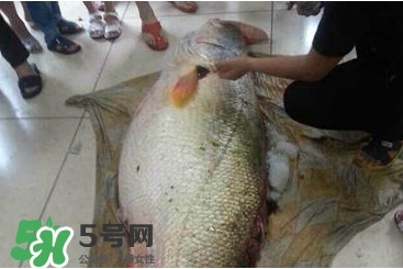 金錢(qián)鳘為什么那么貴？金錢(qián)鳘為什么能賣(mài)那么貴