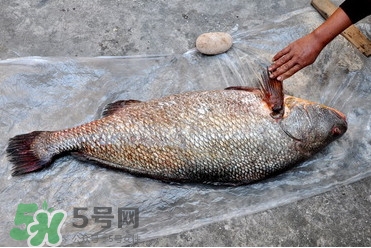 黃唇魚(yú)是海魚(yú)嗎？黃唇魚(yú)是海鮮嗎