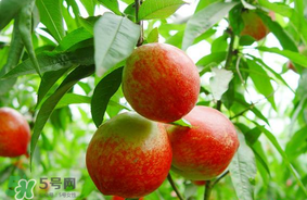 油桃可以榨汁嗎？油桃怎么榨汁？