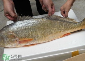 金錢鳘可以人工養(yǎng)殖嗎？黃唇魚為什么難養(yǎng)殖