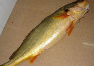 怎么鑒別金錢鳘魚膠？金錢鳘魚膠如何分辨真?zhèn)?><p><strong>怎么鑒別金錢鳘魚膠？金錢鳘魚膠如何分辨真?zhèn)?/strong></p></a></li> <li><a href=