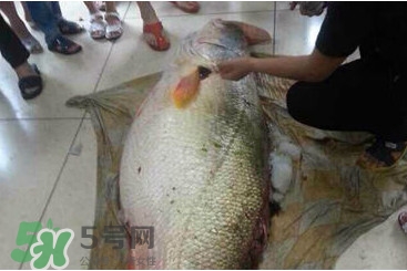黃唇魚為什么貴？黃唇魚有什么藥用價值？