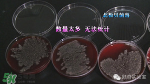 三文魚有刺嗎？三文魚的刺怎么處理