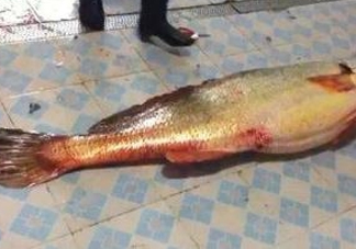 金錢鳘為什么身價上百萬？金錢鳘真這么值錢嗎