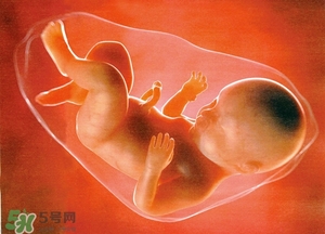 人造子宮能生孩子嗎？人造子宮成功案例