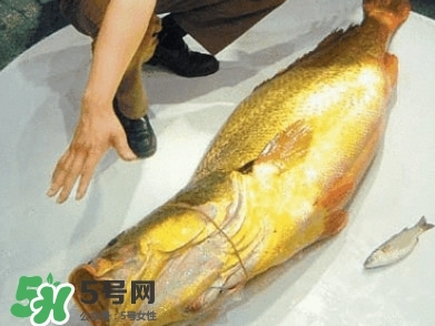 金錢(qián)鳘為什么那么貴？金錢(qián)鳘為什么能賣(mài)那么貴