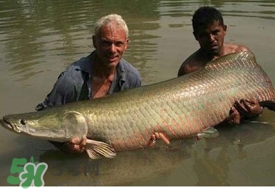 黃唇魚為什么貴？黃唇魚有什么藥用價值？