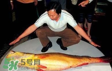 黃唇魚為什么那么有價(jià)值？黃唇魚的價(jià)值