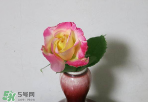 五月份可以扦插月季嗎？5月份適合插月季嗎？