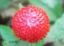蛇莓是蛇吃的嗎？蛇莓為什么叫蛇莓？