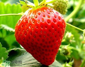 5月份可以種草莓嗎？五月份可以種草莓嗎？