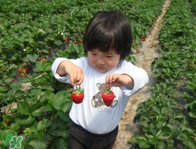 5月份能摘草莓嗎？五月份還有草莓摘嗎？