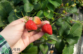5月份能摘草莓嗎？五月份還有草莓摘嗎？