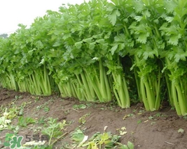 五月份可以種芹菜嗎？芹菜適合什么時候播種？