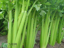 五月份可以種芹菜嗎？芹菜適合什么時候播種？