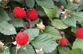 野草莓能吃嗎？野草莓圖片