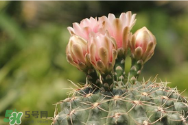 五月份種什么花？5月份適合種什么花？