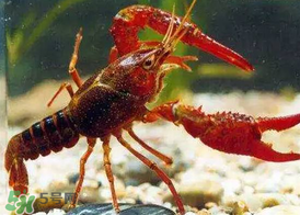 什么時候釣龍蝦最好？龍蝦幾月份能釣？
