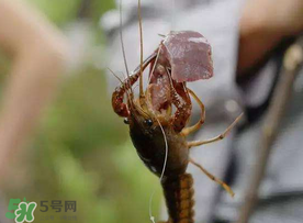 什么時候釣龍蝦最好？龍蝦幾月份能釣？