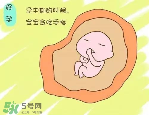 胎兒在媽媽肚子里都會干啥？胎兒的神奇世界